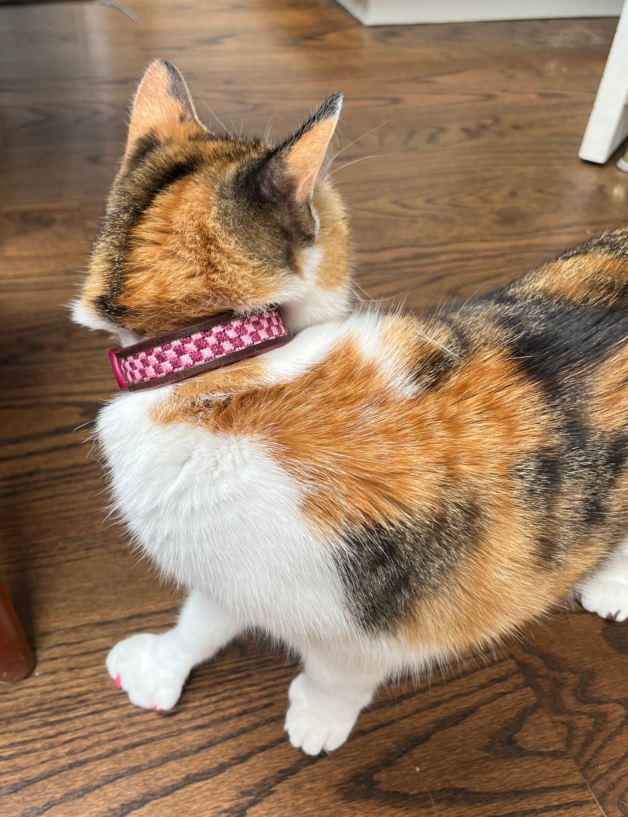 Self-finishing Cat Collar