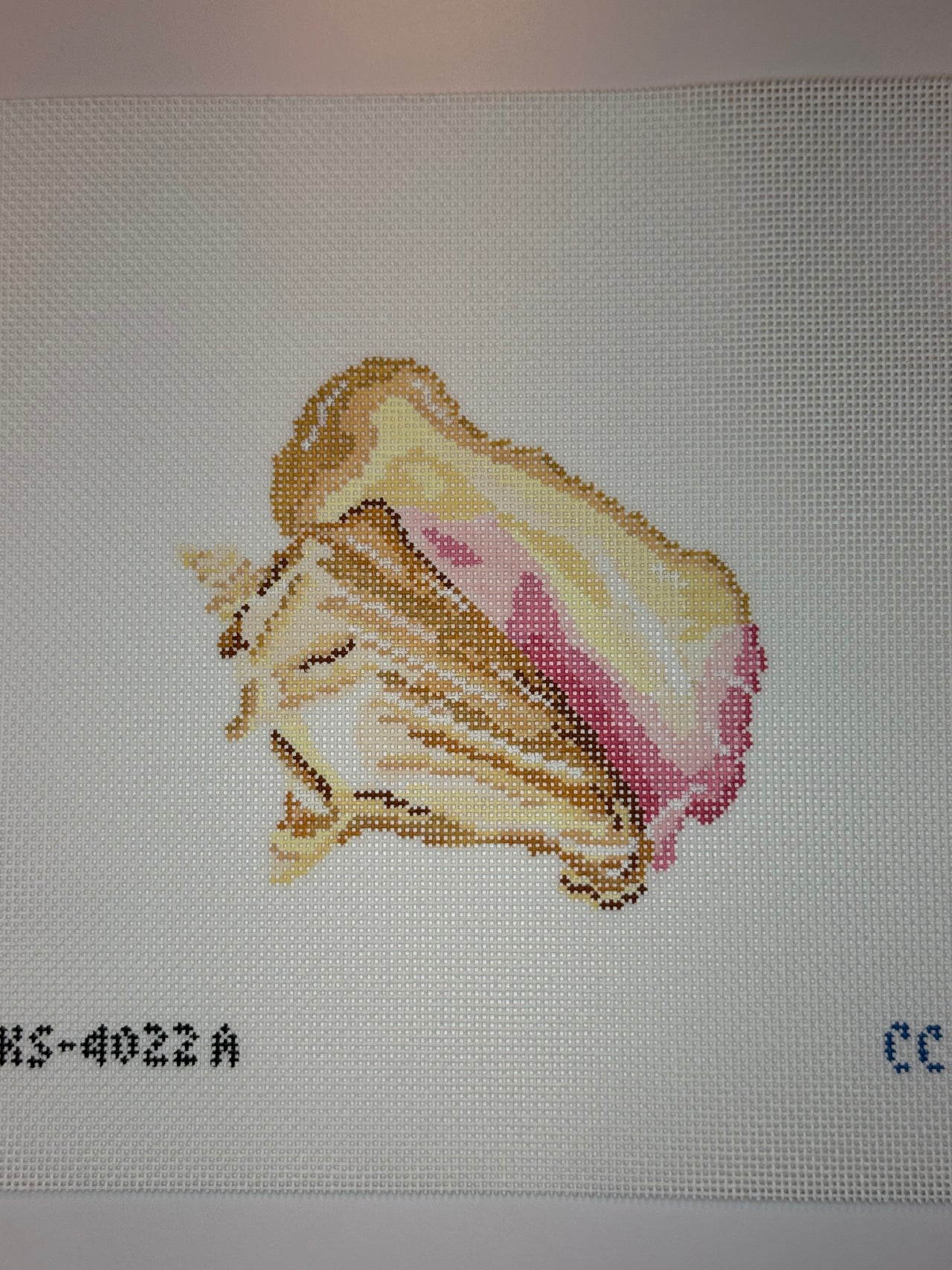 IKS4022A Queen Conch - MKT