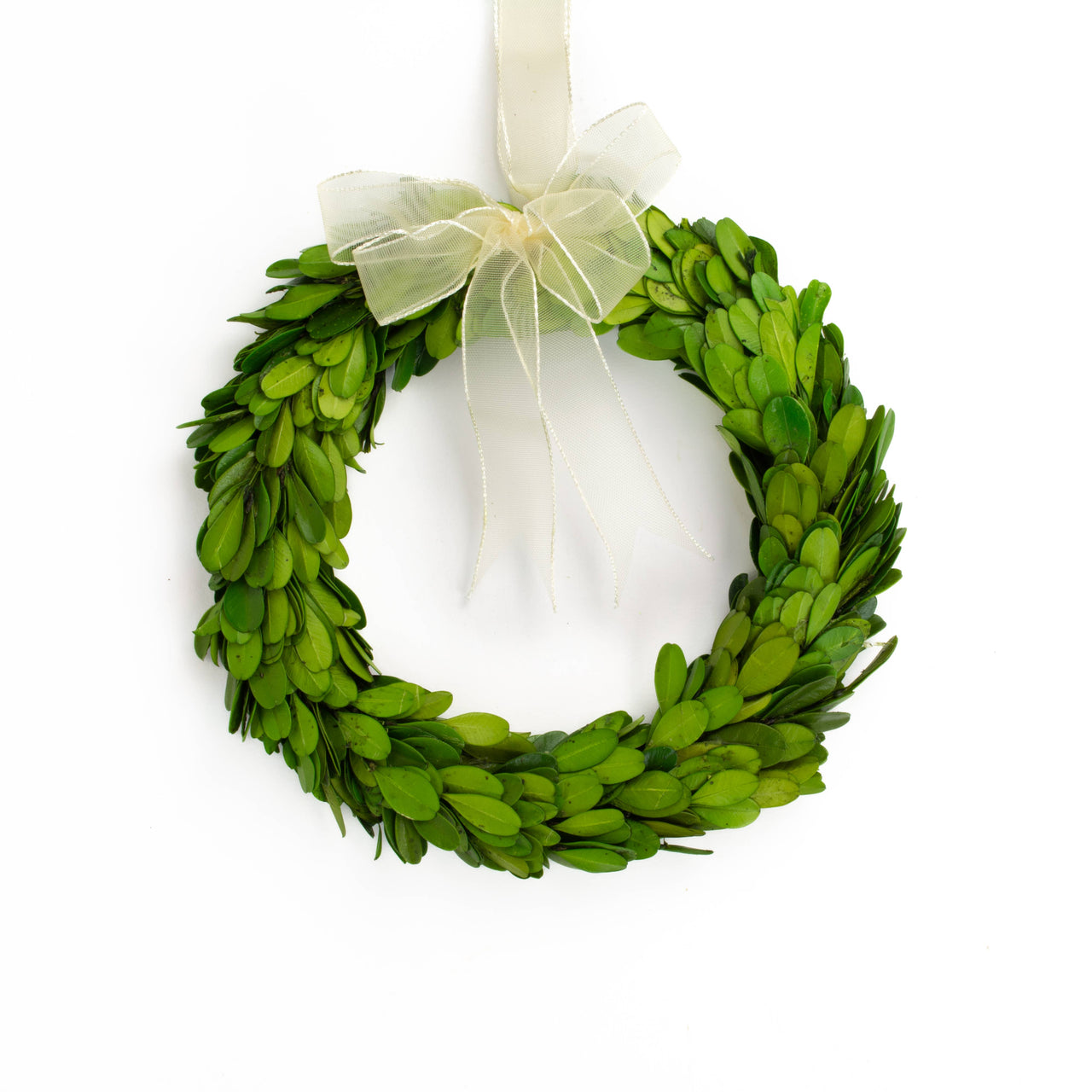 Preserved Boxwood Wreath - Round with Ribbon - 8 Inch