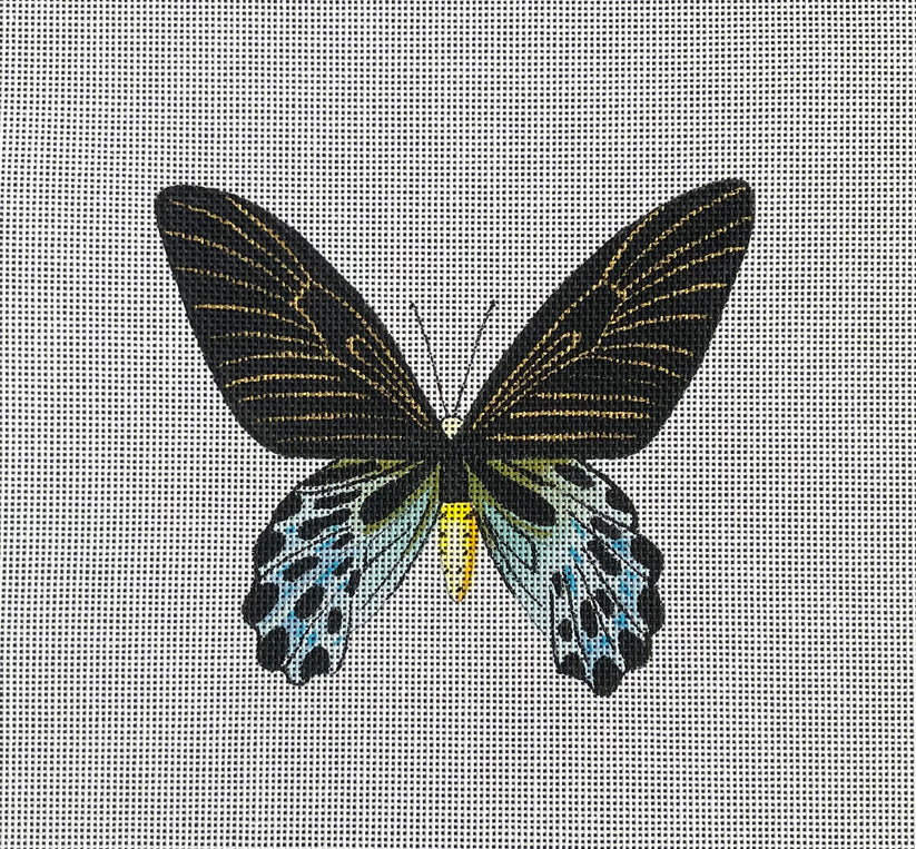 AN446 Butterfly - Black and Light Blue