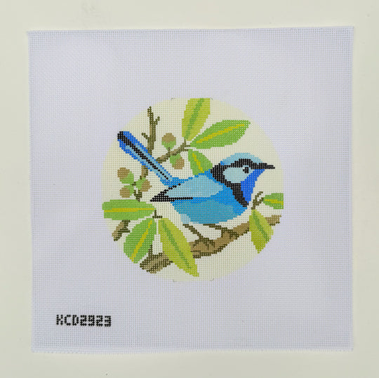 KCD2923 Splendid Fairy Wren