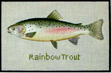 0881B Rainbow Trout
